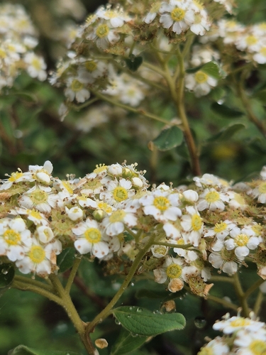 Spiraea nipponica iNat (2)