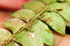 Polystichum stenophyllum