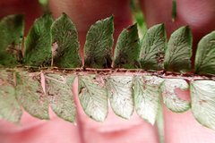 Polystichum stenophyllum