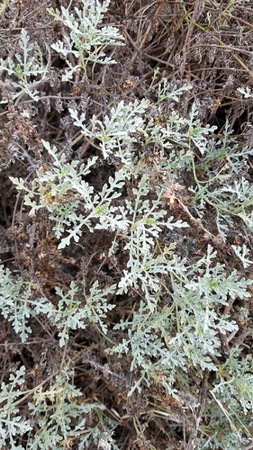Silver bur ragweed (Ambrosia chamissonis)
