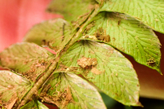 Polystichum stenophyllum