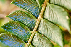 Polystichum stenophyllum