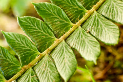 Polystichum stenophyllum