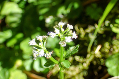 Sanicula lamelligera