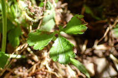 Sanicula lamelligera
