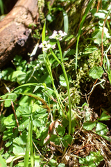 Sanicula lamelligera