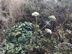 Angelica hendersonii