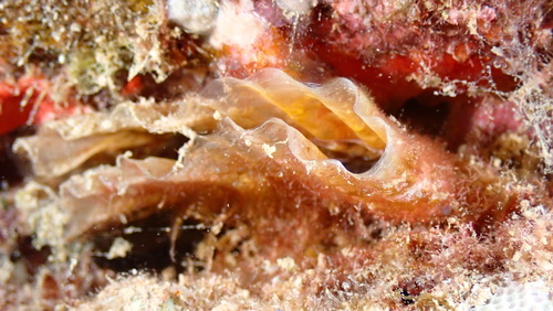 Streptopinna saccata observed 2025-07-22