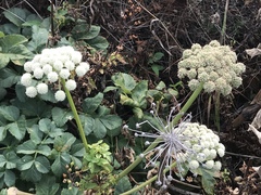 Angelica hendersonii
