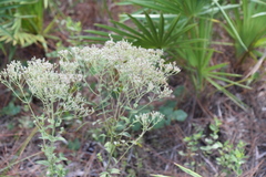 Eupatorium mohrii