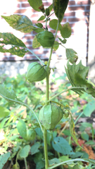 Physalis ixocarpa