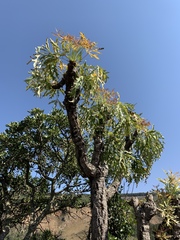 Cussonia paniculata sinuata