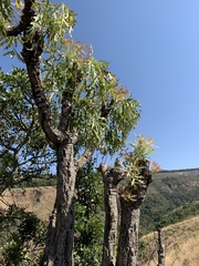 Cussonia paniculata sinuata