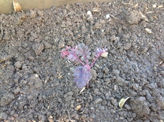 Brassica oleracea acephala