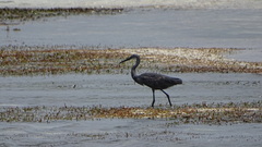 Egretta garzetta dimorpha