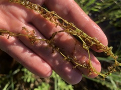 Utricularia intermedia