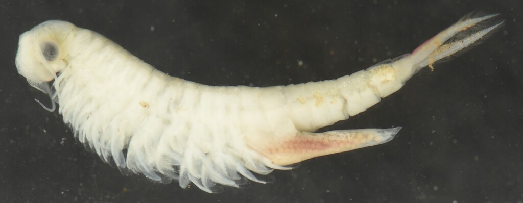 Streptocephalus wolof