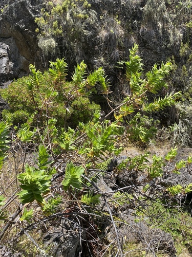 Dubautia platyphylla observed 2025-07-20