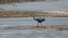 Egretta garzetta dimorpha