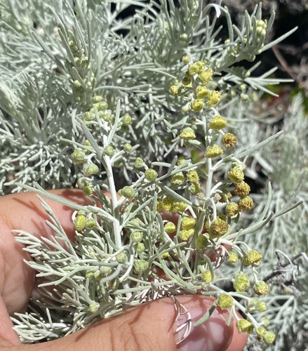 Artemisia mauiensis, 2025-07-21