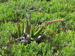 Gasteria acinacifolia