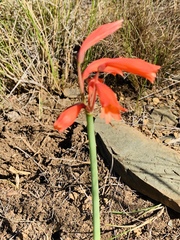 Cyrtanthus bicolor