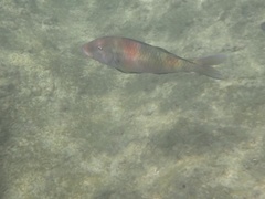 Parupeneus multifasciatus