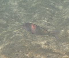 Parupeneus multifasciatus