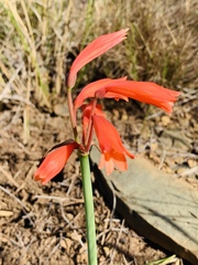 Cyrtanthus bicolor