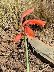 Cyrtanthus bicolor