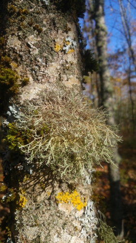 Great Ciliated Lichen