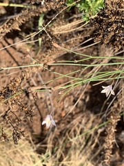 Wahlenbergia virgata
