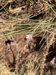 Wahlenbergia virgata