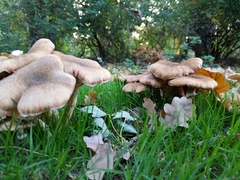 Agaricales
