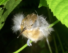 Ramphocaenus melanurus