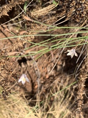 Wahlenbergia virgata