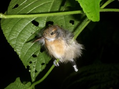 Ramphocaenus melanurus