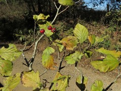 Crataegus calpodendron