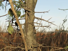 Crataegus calpodendron