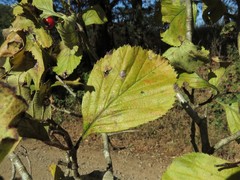 Crataegus calpodendron