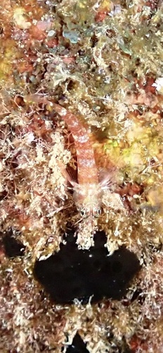 Enneapterygius atriceps observed 2025-07-22