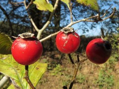 Crataegus calpodendron