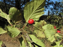 Crataegus calpodendron