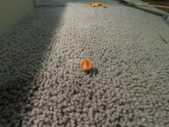 Crataegus calpodendron