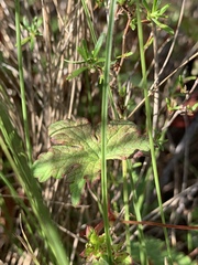 Geranium wakkerstroomianum