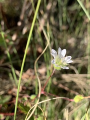Geranium wakkerstroomianum
