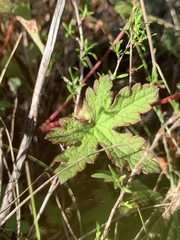 Geranium wakkerstroomianum