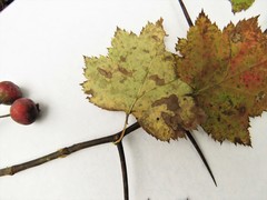 Crataegus coccinioides