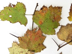 Crataegus coccinioides