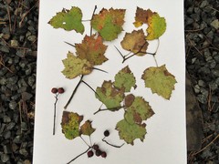 Crataegus coccinioides